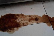 揭秘犬细小病毒（狗狗不幸患上犬细小？做到这5点就行了！）