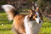 温顺易养且不掉毛的犬种推荐（寻找合适的宠物伴侣？这些狗狗适合你！）