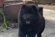 长毛狗狗（探索长毛狗狗的特点、护理和适合的品种）