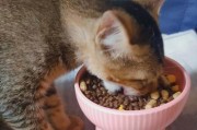 小奶猫的饮食需求与喂养方法（从零开始，教你正确喂养小奶猫！）