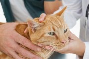 小猫体检的必要性（了解宠物健康状况，让小猫更健康）