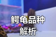小鳄龟消化的关键（饲养小鳄龟需注意的消化问题与解决方法）