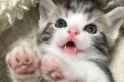 晚上小猫叫，该怎么办？（宠物的夜晚难题，小猫叫声扰人入眠）