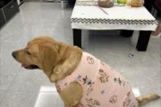 金毛犬的毛发脱落季节与护理（金毛犬为何在春季脱毛？如何有效护理金毛犬的毛发？）