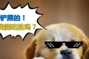 为什么狗不吃盆里的狗粮？（探究狗拒食狗粮的原因及解决方法）