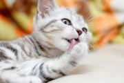 猫为什么喜欢添自己的毛？（探究猫咪舔毛的原因与好处）