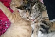 老猫和小猫相处之道（老猫咬新来小猫？别急，试试这些方法）