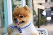 如何科学饲养幼年狗狗（宠物狗狗的健康成长）