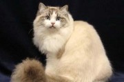 波米拉猫的饲养全攻略（养猫的必备知识与技巧）