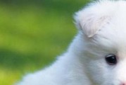 萨摩耶不能吃的水果有哪些？（了解宠物犬的饮食禁忌，保障萨摩耶的健康）