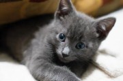 猫为什么会有毛球？（探究猫咪消化系统中毛球形成的原因和解决方法）