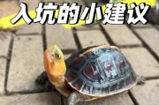 乌龟饲养水量的合适与注意事项（养龟放多少水才合适？如何给乌龟提供适宜的水环境？）