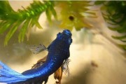 半月斗鱼饲养方法（宠物鱼养殖初学者必备）