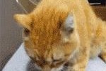 猫为什么喜欢舔菊花？（探索猫咪行为背后的原因及意义）