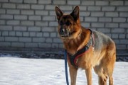 昆明犬喂什么长得胖？（昆明犬肥胖原因分析及饮食建议）