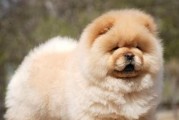 给松狮犬喂食需谨慎（宠物饮食健康关键，从这些方面入手）