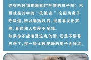 巴哥犬养护指南（新手必备的巴哥犬养护技巧）