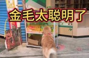 小金毛的饮食习惯（探究小金毛对食物的强烈欲望与背后原因）