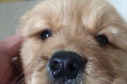 狗狗感冒和狗瘟如何区分？（流鼻涕咳嗽是感冒的症状，但不一定就是狗瘟）