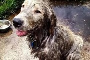 为什么金毛犬不容易排便？（探寻金毛犬排便难题的原因和解决方法）