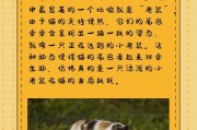 解读猫的尾巴语言（揭秘猫咪尾巴的姿态与意义）