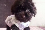 茶杯犬（探索茶杯犬的特点和魅力，让你爱不释手）