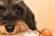 小心！这些食物可能会中毒你的爱犬（宠物狗不能吃的危险食物及解决方法）