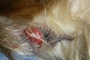 狗狗挤了肛门腺发炎了，该怎么办？（肛门腺发炎是狗狗的常见病症，及时治疗防止严重后果）
