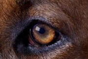 探索以犬的世界（与人类最亲密的伙伴，以犬的生活和特性）