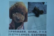 贵宾犬的安静个性之谜（探索贵宾犬为何不叫的原因）