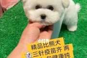 如何为比熊狗狗体内外驱虫？（一步步教你做好宠物的驱虫工作，让比熊狗狗健康成长）