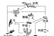 以棕背鼠平为宠物的饲养方法（了解棕背鼠平的特点，打造健康生活空间）
