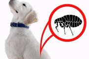 DIY除去狗狗跳蚤的方法（以宠物为主，让你的爱犬远离跳蚤）