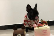 八个月法斗犬饮食需求详解（以法斗犬八个月饮食为主题的全面指南）