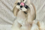 西施犬日常美容指南（如何让你的西施犬更加美丽健康？）