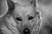 黑白色卷毛狗——秋田犬的特征与魅力（日本传统犬种秋田犬）