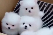 如何为你的茶杯狗取名？（15个独特而有创意的茶杯狗名字）