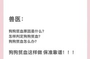 狗狗贫血的恢复时间及关键因素（探讨狗狗贫血康复的关键因素与时间长度）