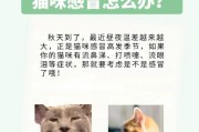 猫感冒饮食指南（猫咪感冒时可食用的菜品推荐及注意事项）