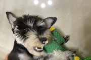 三个月雪纳瑞幼犬狗粮需不需要泡？（狗粮泡水与否的利弊分析）