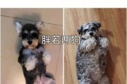 雪纳瑞的肥胖问题探讨（了解雪纳瑞的饮食需求，远离肥胖困扰）