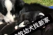 边牧的饮食概述（了解边牧的饮食需求，让它们健康成长）