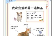柯基犬的价格与纯度分辨（一只纯种柯基犬的市场价格及鉴别方法）