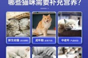 猫咪怀孕了，如何科学补充营养？（孕猫健康成长，关键在于合理饮食）