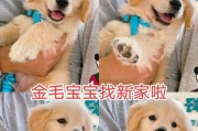 金毛掉毛怎么办？选择适合的狗粮吧！（探索适合金毛的营养均衡狗粮，解决掉毛难题！）