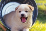 狗狗狂叫不止，该怎么办？（如何解析狗狗的叫声？多种方法助你应对。）