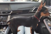 小鹿犬（解读小鹿犬——聪明、活泼又顽皮的小可爱）