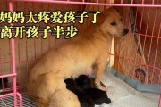 狗妈妈为何会杀死幼崽？（探究狗妈妈杀害幼崽的原因及防范方法）