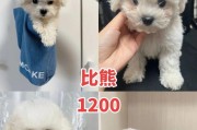 比熊犬第二针疫苗（养宠必读，关于比熊犬第二针疫苗的重要信息）