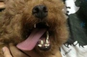 狗狗大牙齿松动怎么办？——保护犬齿健康的（探索缓解犬齿松动问题的有效药物及治疗方法）